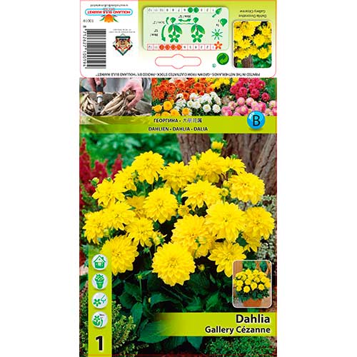 1 szt., Dalia Gallery Cezanne - Byliny: Ilość w opakowaniu: 1 szt.