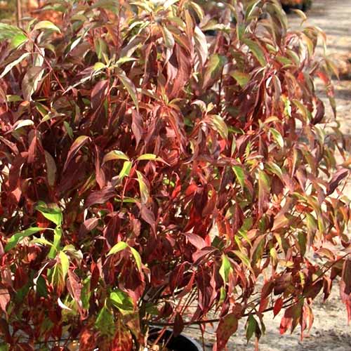 1 sadz, Dereń biały Red Gnome - Sadzonki: Ilość w opakowaniu: 1 sadz