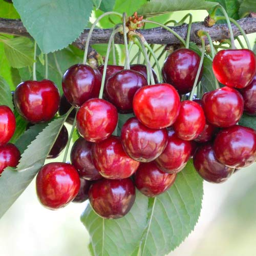 1 sadz, Czereśnia Her Torra - Sadzonki: Ilość w opakowaniu: 1 sadz