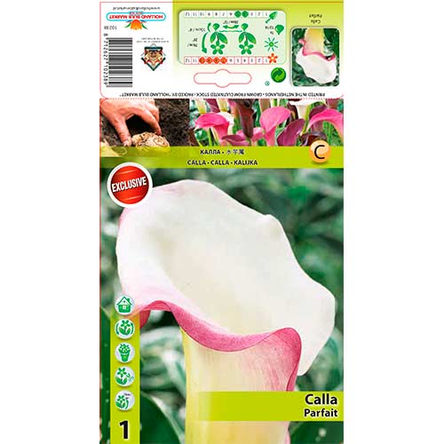 1 szt, Calla (Cantedeskia) Parfait - Byliny: Ilość w opakowaniu: 1 szt.