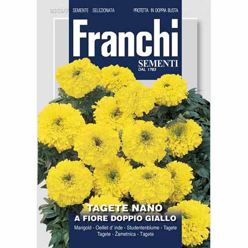 1 szt, Aksamitka rozpierzchła żółta pełna Morami - Nasiona: Ilość w opakowaniu: 2 g