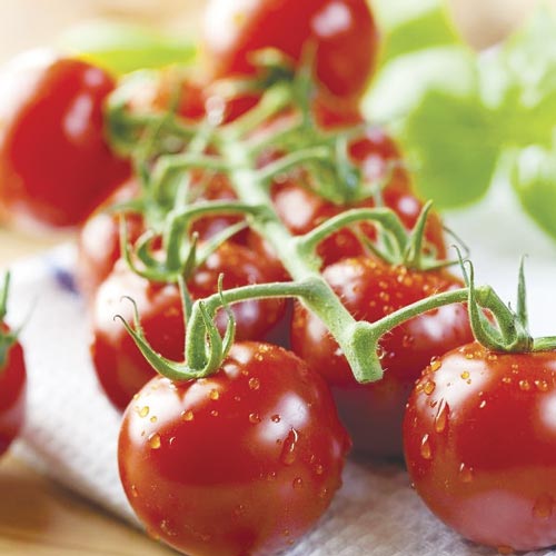 1 szt, Pomidor gruntowy wysoki Pokusa - Nasiona: Ilość w opakowaniu: 0,6 g