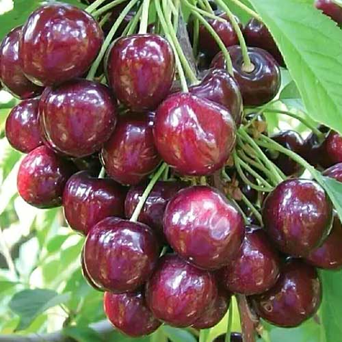 Czereśnia Sabrina - Sadzonki: Ilość w opakowaniu: 1 sadz - GradinaMax