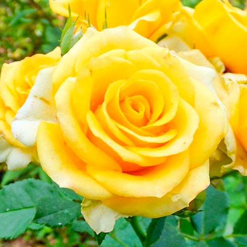 Róża wielkokwiatowa Old Gold - Sadzonki: Ilość w opakowaniu: 1 sadz - GradinaMax