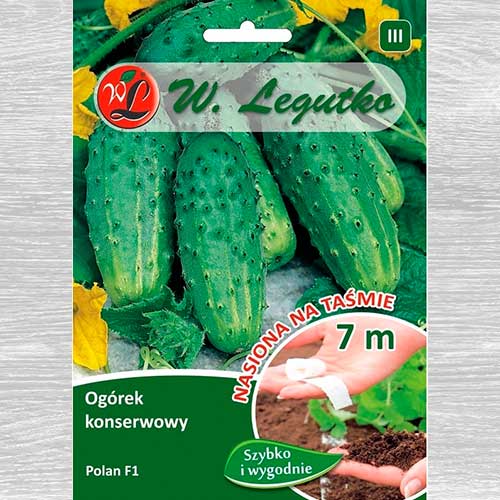 1 szt, Ogórek gruntowy konserwowy Polan F1 - Nasiona: Ilość w opakowaniu: 50 szt