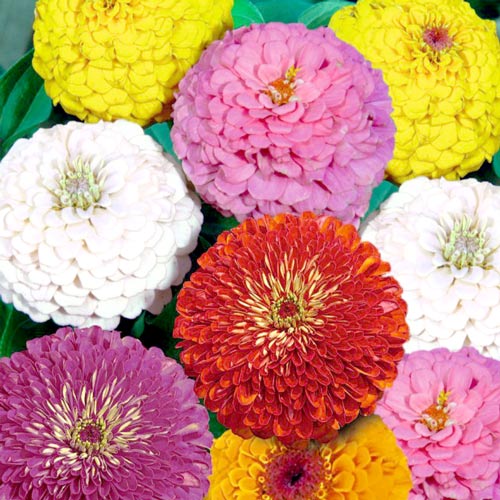 1 szt, Cynia Super Yoga, mieszanka - Nasiona: Ilość w opakowaniu: 1 g