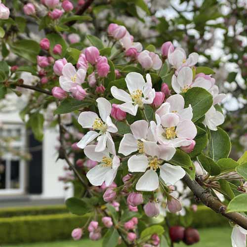 1 sadz, Jabłoń kwiecista Red Sentinel, С5 - Sadzonki: Ilość w opakowaniu: 1 sadz
