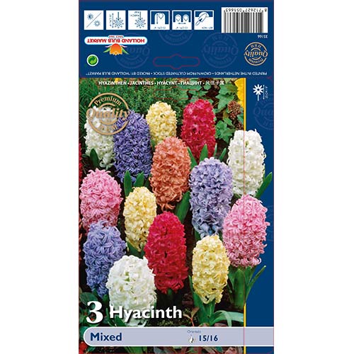Hiacynt, mix kolorw - Cebule: Ilość w opakowaniu: 3 szt. - GradinaMax