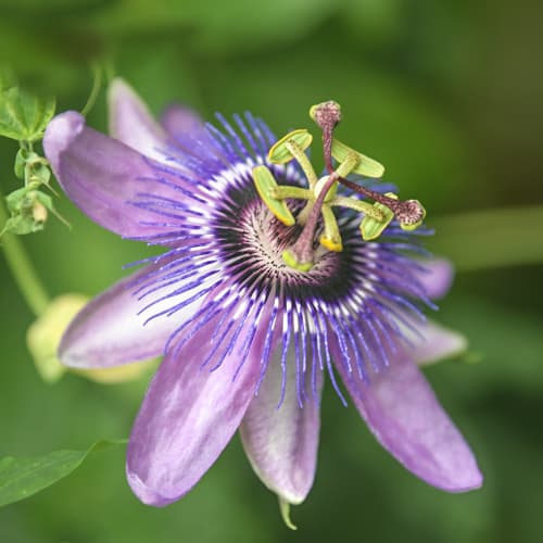 Męczennica (Passiflora) Lavender Lady - Sadzonki: Ilość w opakowaniu: 1 szt. - GradinaMax