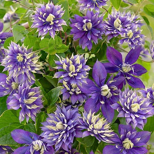 1 sadz, Clematis (Powojnik) Taiga - Sadzonki: Ilość w opakowaniu: 1 sadz