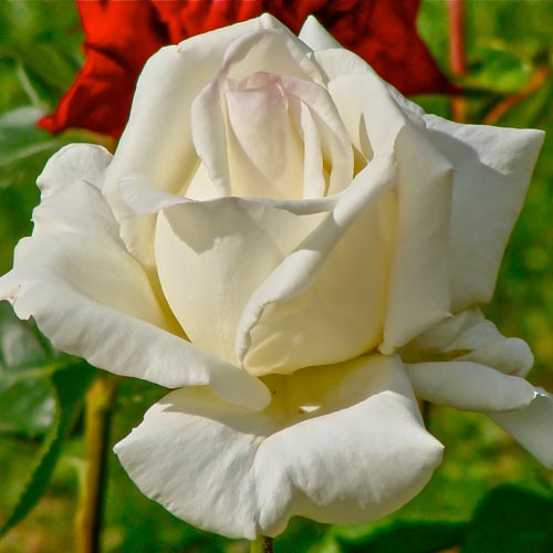 1 szt, Róża wielkokwiatowa Mount Shasta - Sadzonki: Ilość w opakowaniu: 1 sadz