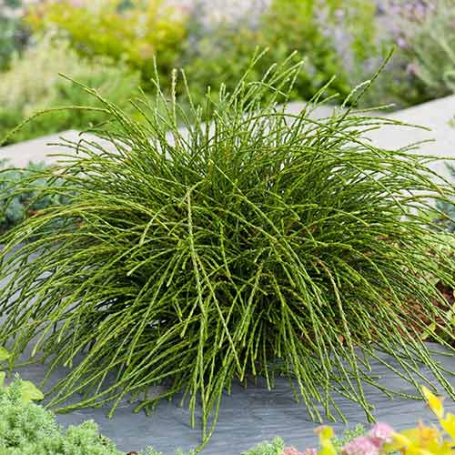 1 sadz, Żywotnik olbrzymi (Thuja) Whipcord - Sadzonki: Ilość w opakowaniu: 1 sadz