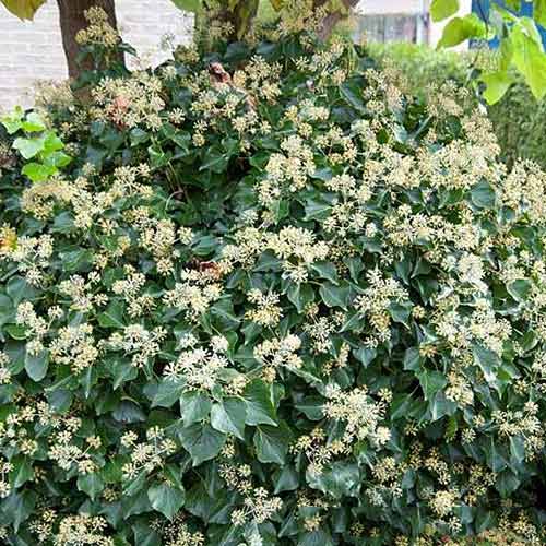 1 szt, Bluszcz kolchidzki Arborescens - Sadzonki: Ilość w opakowaniu: 1 sadz