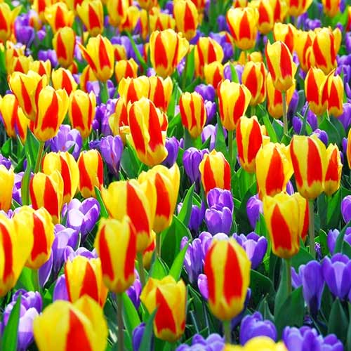 25 szt., Super oferta! Tulipan Kaufmanna Stresa, Krokus Purple, zestaw 25 cebul - Cebule: Ilość w opakowaniu: 25 szt.