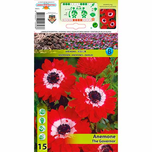 Zawilec (Anemone) Double The Governor - Cebule, Ilość w opakowaniu: 15 szt. - GradinaMax