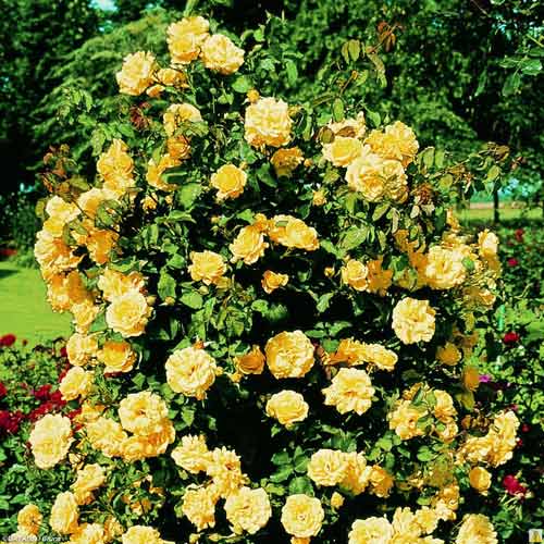 1 szt, Róża pnąca Casino - Sadzonki: Ilość w opakowaniu: 1 sadz