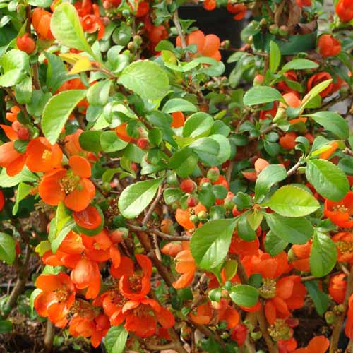 Pigwowiec pośredni Clementine - Sadzonki: Ilość w opakowaniu: 1 sadz - GradinaMax