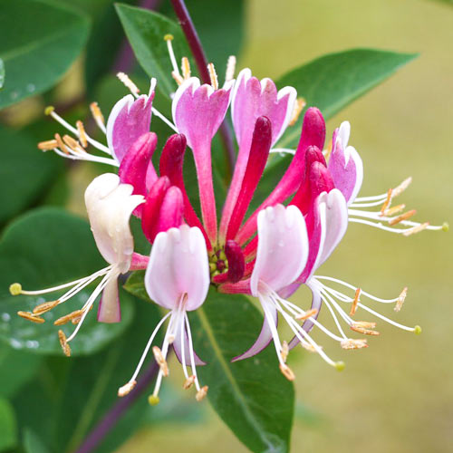 1 szt., Wiciokrzew pomorski Serotina - Sadzonki: Ilość w opakowaniu: 1 szt.