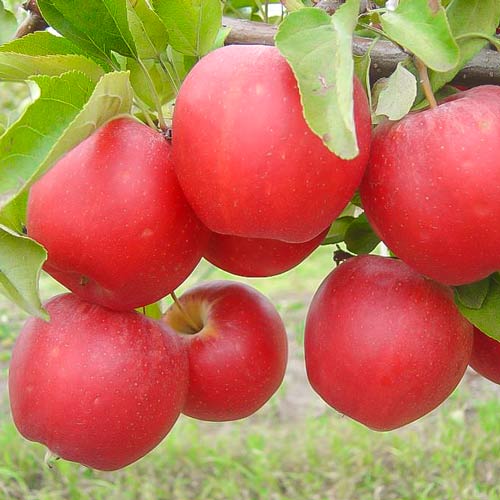 1 sadz, Jabłoń Gala - Sadzonki: Ilość w opakowaniu: 1 sadz