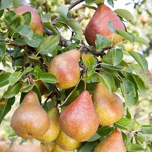 1 sadz, Grusza Krystalia - Sadzonki: Ilość w opakowaniu: 1 sadz