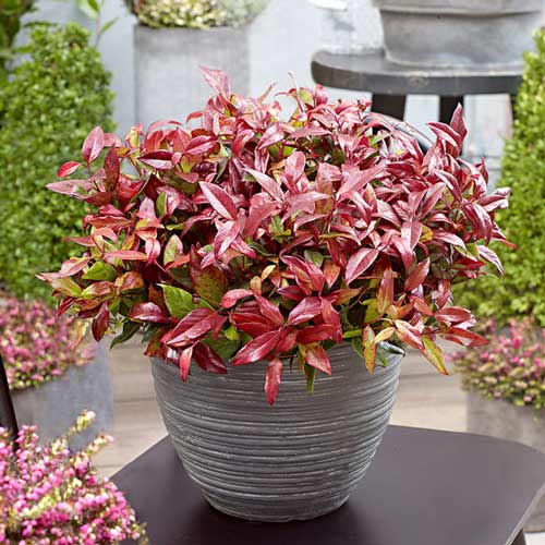 1 sadz, Kiścień Red Lips - Sadzonki: Ilość w opakowaniu: 1 sadz