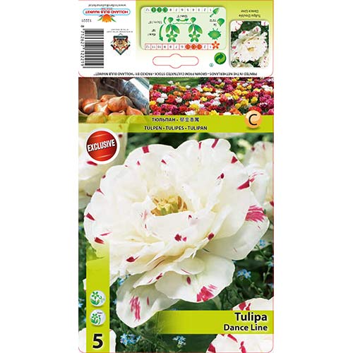 Tulipan pełny Dance Line - Cebule: Ilość w opakowaniu: 5 szt. - GradinaMax