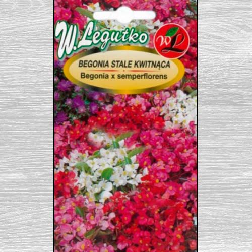 1 szt, Begonia stale kwitnąca, średnio wysoka Gloria F1, mieszanka - Nasiona: Ilość w opakowaniu: 0.01 g