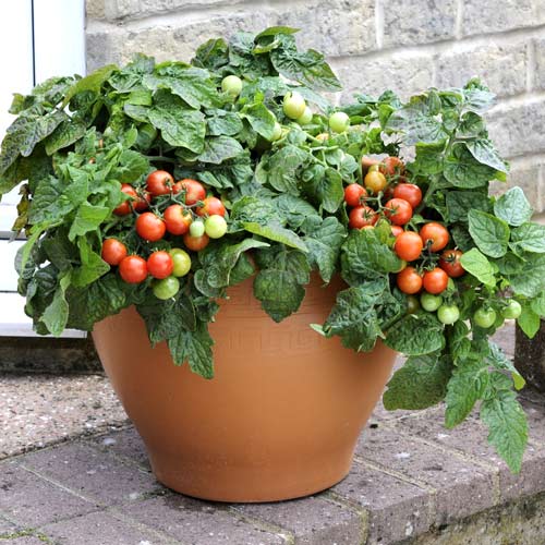 8 sadz, Pomidor karłowy Bajaja - Sadzonki: Ilość w opakowaniu: 8 sadz