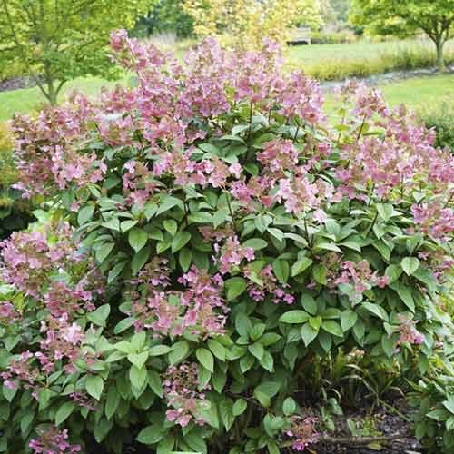 1 sadz, Hortensja bukietowa Magical Flame PBR, С3 - Sadzonki: Ilość w opakowaniu: 1 sadz