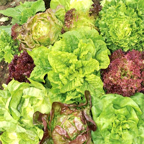 1 szt, Sałata mieszanka odmian - Nasiona: Ilość w opakowaniu: 1 g