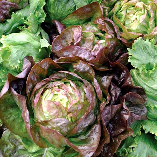 1 szt, Sałata masłowa Quattro stagioni - Nasiona: Ilość w opakowaniu: 5 g