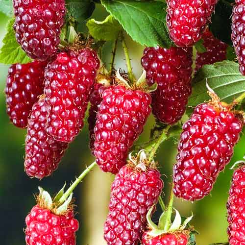 2 sadz, Malinojeżyna Red Diamond - Sadzonki: Ilość w opakowaniu: 2 sadz