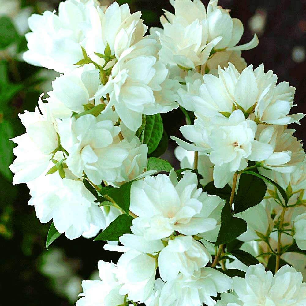 1 szt, Jaśminowiec Snowbelle - Sadzonki: Ilość w opakowaniu: 1 sadz