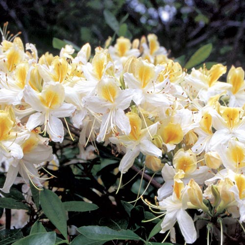 1 sadz, Azalia Silver Slipper - Sadzonki: Ilość w opakowaniu: 1 sadz