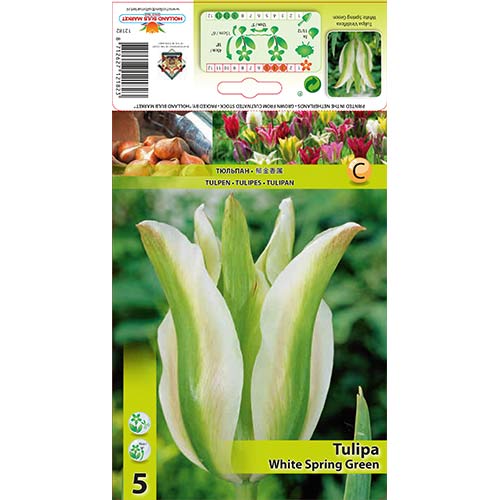 5 szt., Tulipan Viridiflora White Spring Green - Cebule: Ilość w opakowaniu: 5 szt.