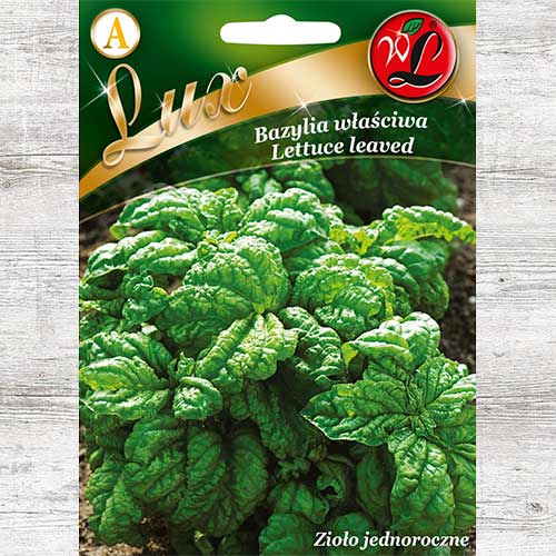 1 szt, Bazylia właściwa Lettuce leaved Legutko - Nasiona: Ilość w opakowaniu: 1 g