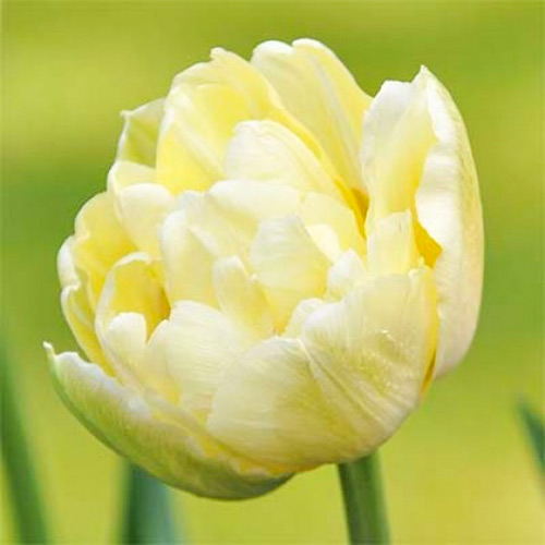 5 szt., Tulipan pełny Monte Sweet - Cebule: Ilość w opakowaniu: 5 szt.