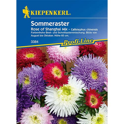 Aster chiński Rose of Shanghai - Nasiona. Ilość w opakowaniu: 1 opak - GradinaMax