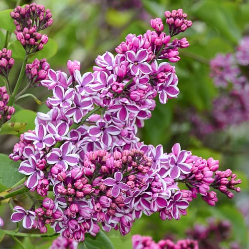 Lilak (Bez) Sensation - Sadzonki: Ilość w opakowaniu: 1 sadz - GradinaMax