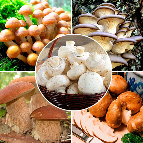 1 szt, Super Oferta! Zestaw grzybni "Domowa uprawa", 5 opakowań - Grzybnia: Ilość w opakowaniu: 5 opak