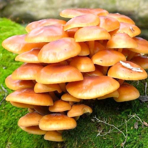 1 szt, Płomiennica Zimowa - Grzybnia: Ilość w opakowaniu: 16 szt