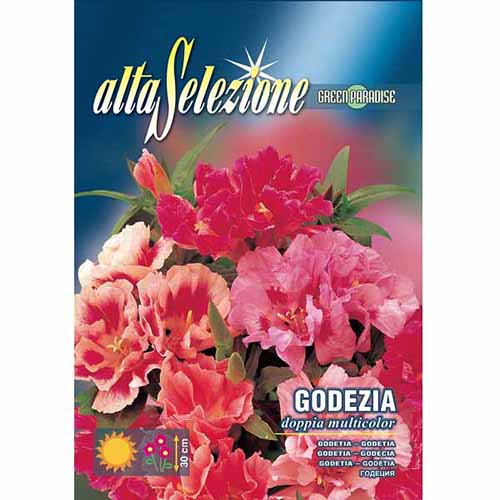 1 szt, Godecja wielkokwiatowa, mieszanka kolorów Morami - Nasiona: Ilość w opakowaniu: 1.5 g