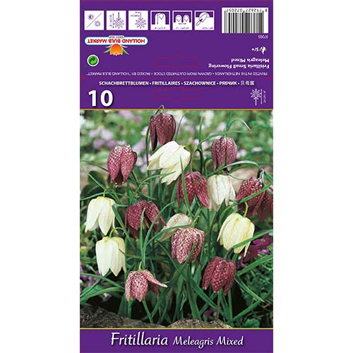 Szachownica kostkowata (Fritillaria), mieszanka - Cebule: Ilość w opakowaniu: 10 szt. - GradinaMax