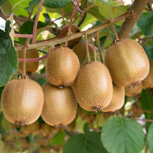 Mini kiwi (aktinidia) Jenny - Sadzonki: Ilość w opakowaniu: 1 sadz - GradinaMax