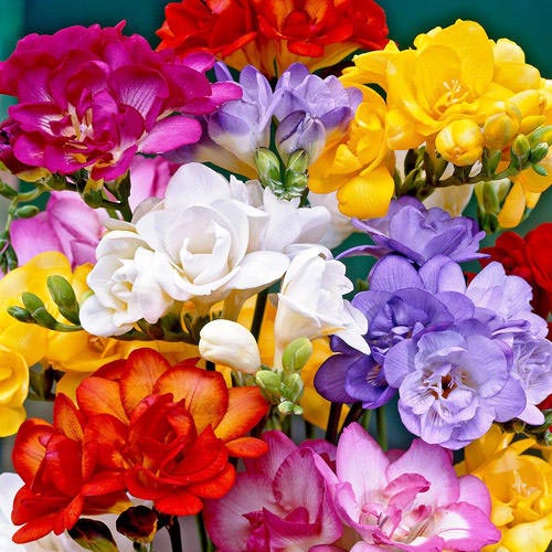 5 cebul, Tani pakiet! Frezja Double (Pełna), mix kolorów - Cebule: Ilość w opakowaniu: 5 cebul