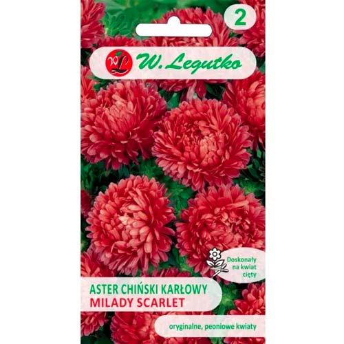 1 szt, Aster karłowy Milady Scarlet - Nasiona: Ilość w opakowaniu: 1 g
