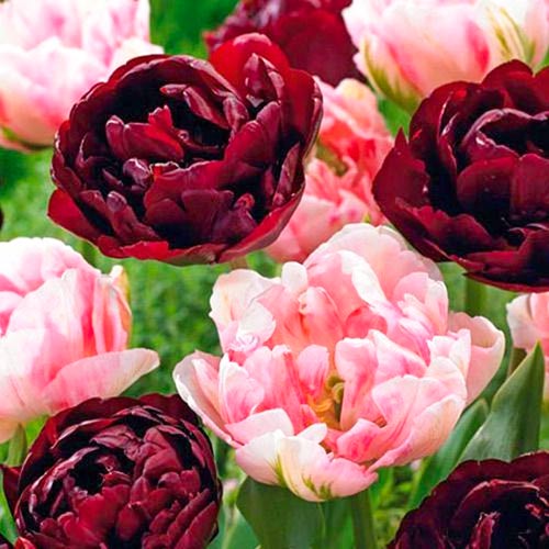 25 szt., Super oferta! Tulipan pełny mix kolorów, zestaw 2 odmian - Cebule: Ilość w opakowaniu: 25 szt.