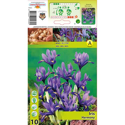 Irys żyłkowany Harmony - Cebule: Ilość w opakowaniu: 10 szt. - GradinaMax