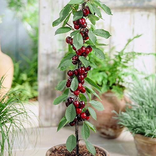 Czereśnia kolumnowa czarna - Sadzonki. Ilość w opakowaniu: 1 sadz - GradinaMax