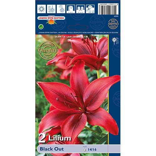 Lilia Black Out - Cebule: Ilość w opakowaniu: 2 szt. - GradinaMax